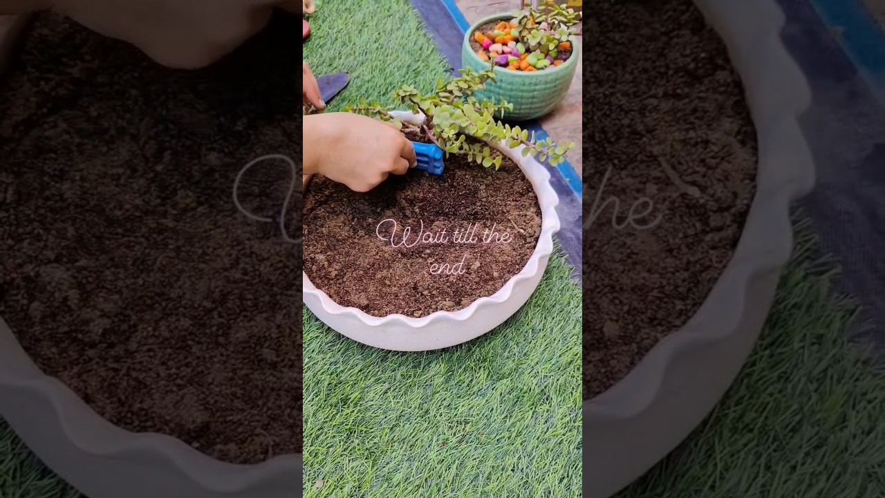 DIY miniature garden ideas #traygarden #minigarden #miniaturegarden #diy @gardendreams2022