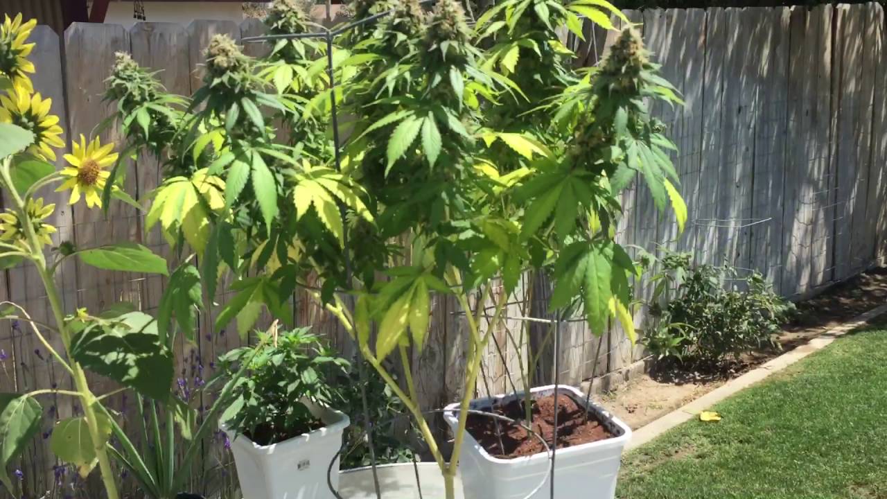 Sour D update