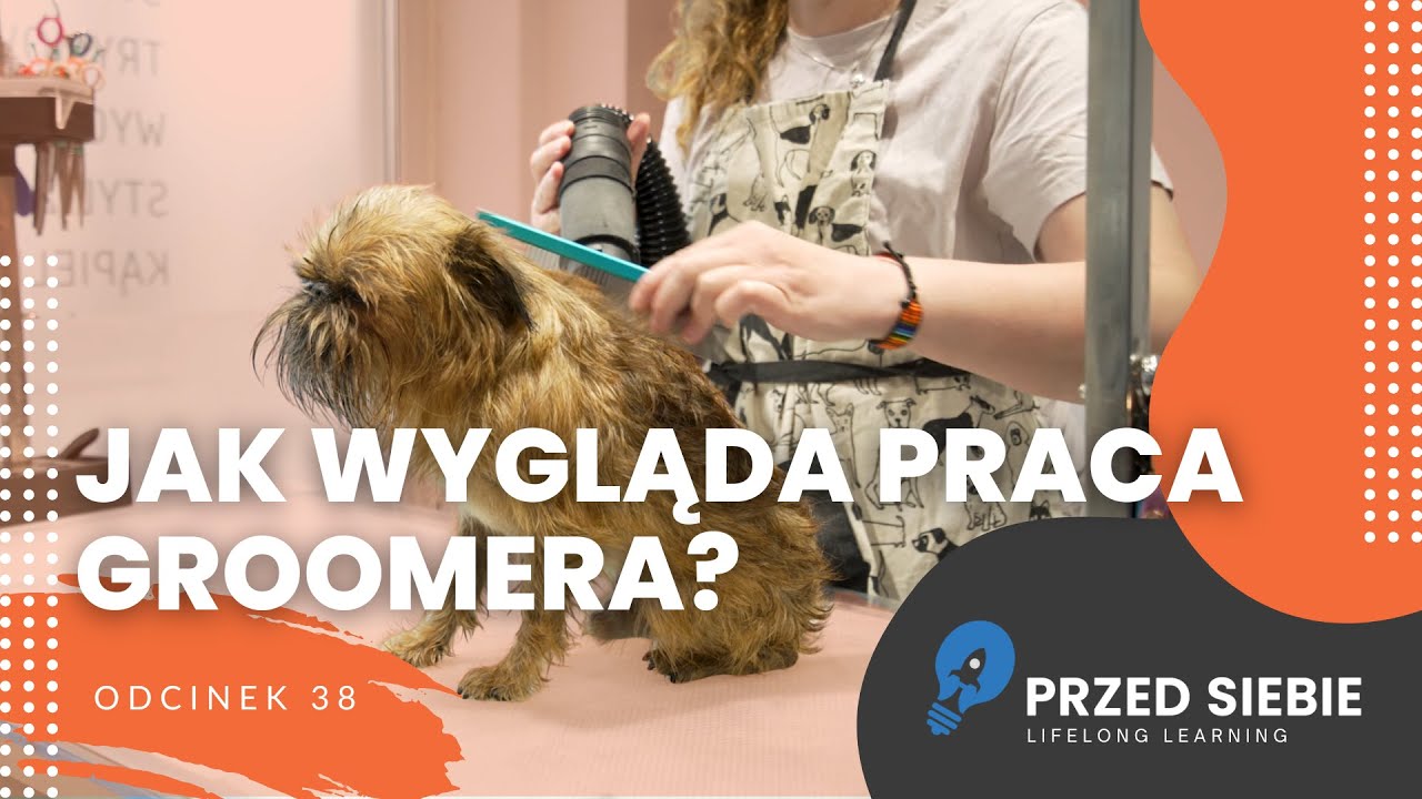 Z miłości do psów – do własnego salonu! Jak wygląda praca groomera? | Przed Siebie