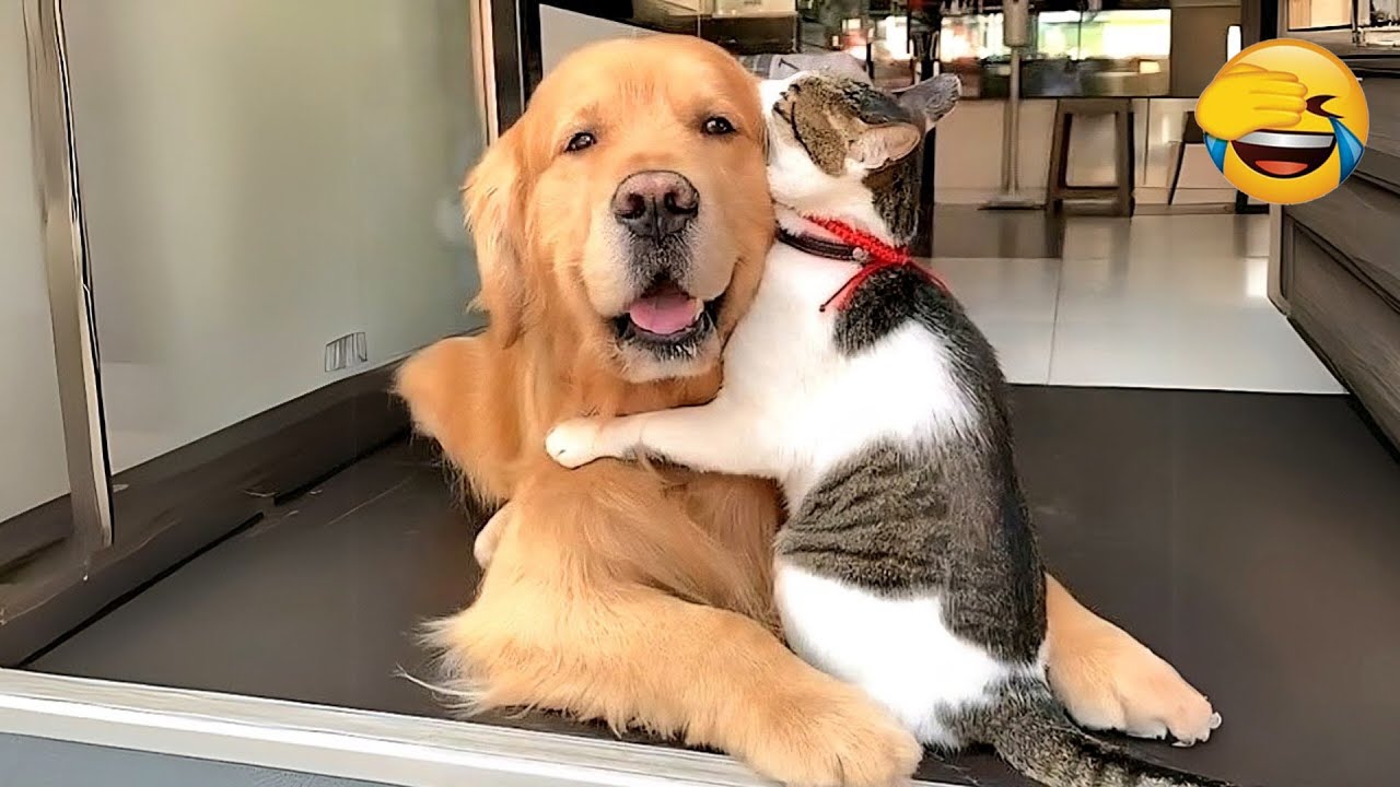 Best Of The Funny Animal Videos 🐩🦴 The Funniest Dog Moments Compilation 😻