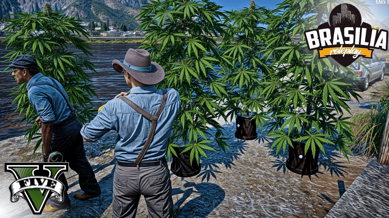 FUI PLANTAR CANNABIS e VEJA o QUE ACONTECEU! BRASILIA RP