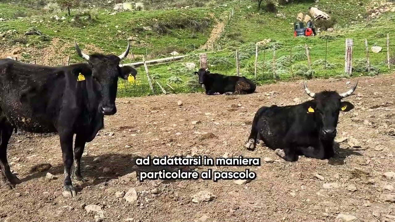 AZIENDA AGRICOLA NEBROS ZOOTECNICA