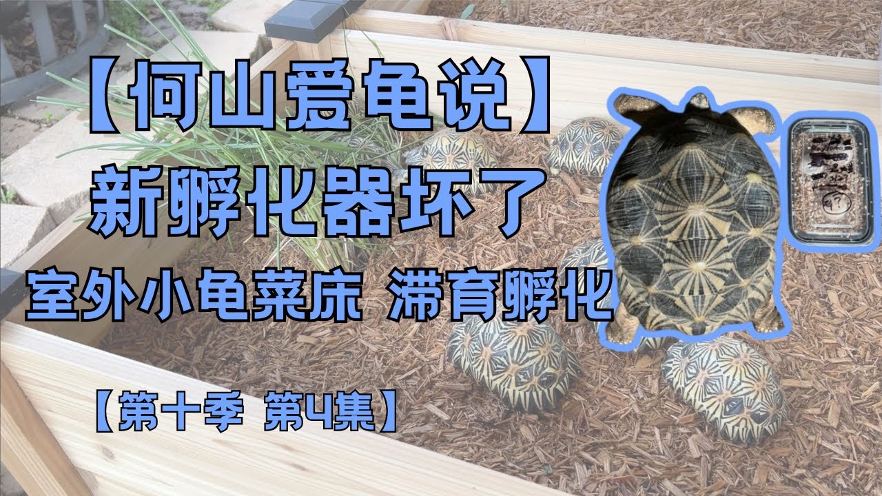 第十季第4集：新孵化器坏了｜何山爱龟说｜小龟的室外菜床环境｜辐射陆龟挖蛋和孵化｜滞育期温度｜爬宠孵化｜