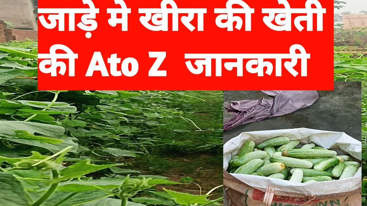 शीत ऋतु में खीरा की खेती (cucumber farming in winter) 