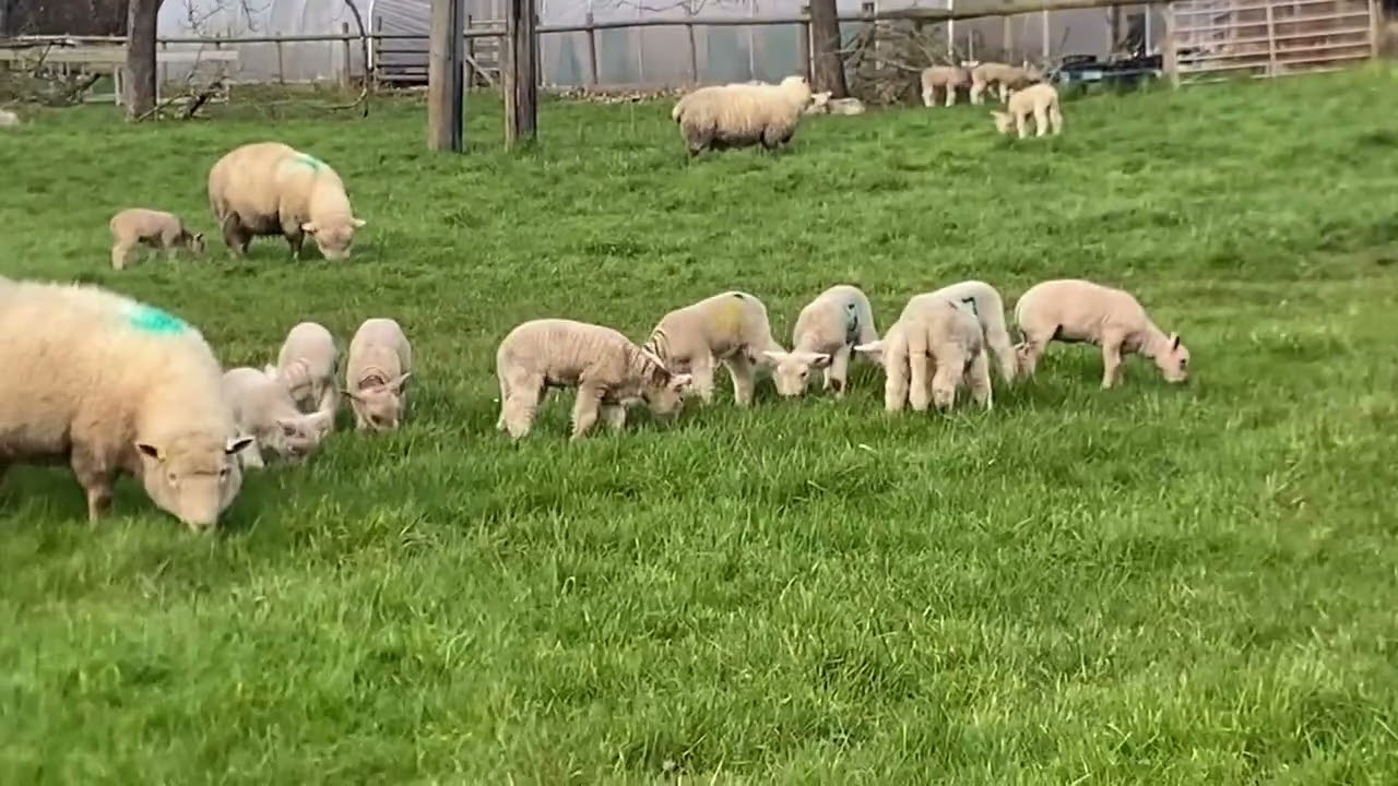 Lambs in orchard  260220 00 00 39 28