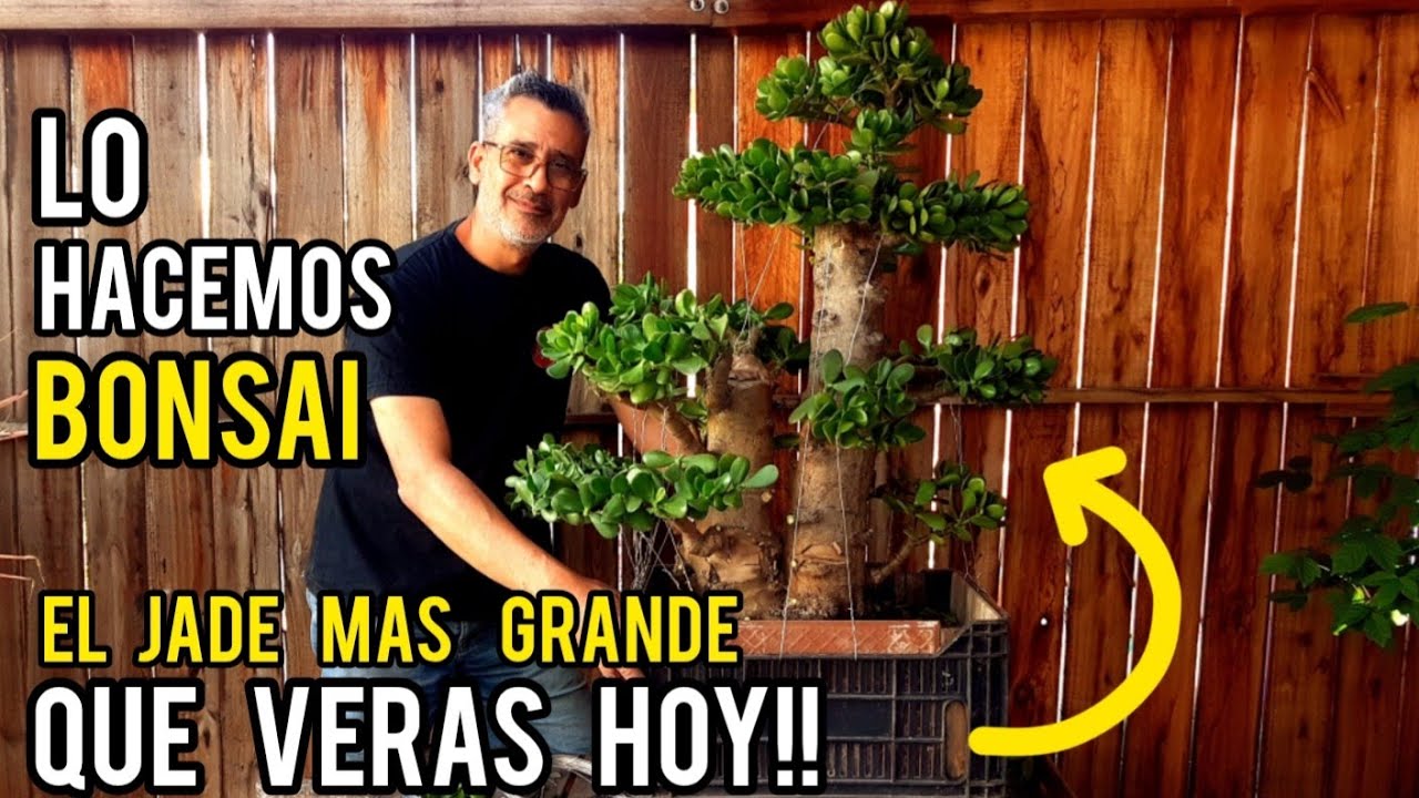 COMO hacer un BONSAI/ HOY UN GRAN JADE ✔ DISEÑO FÁCIL👍