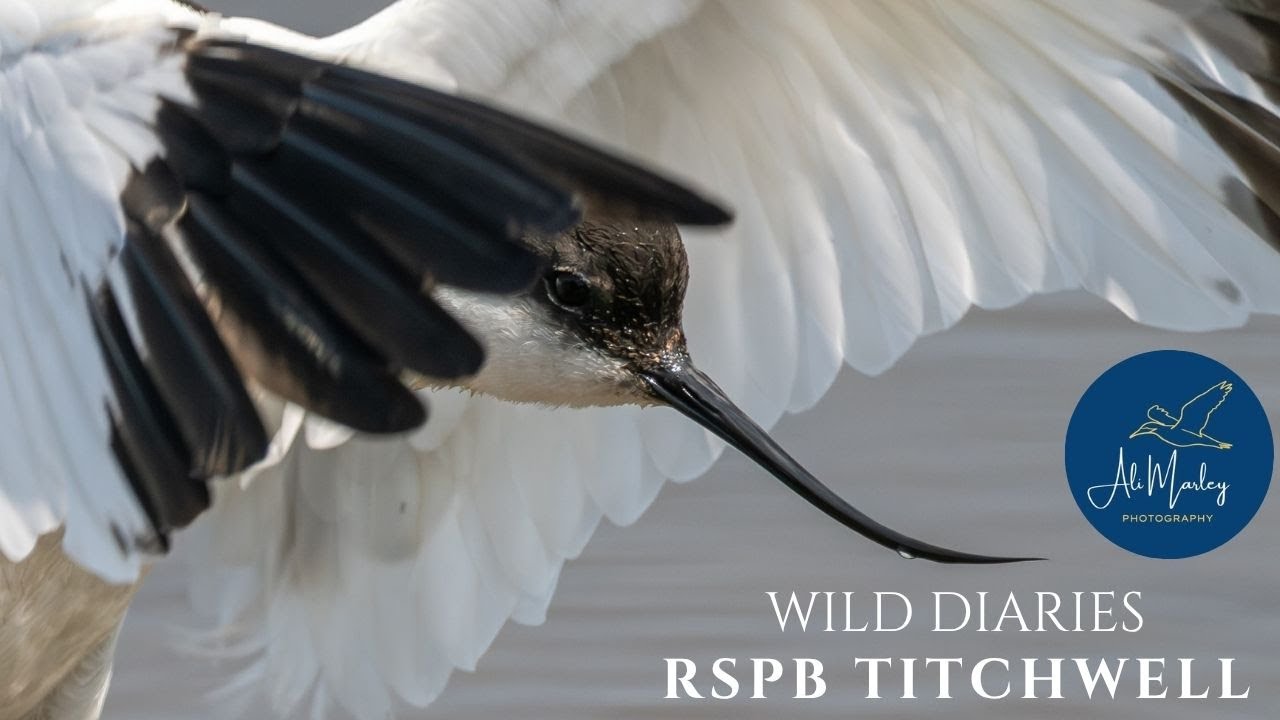 Norfolk Finale RSPB Titchwell Avocets, Spoonbills & Chines water deer delight