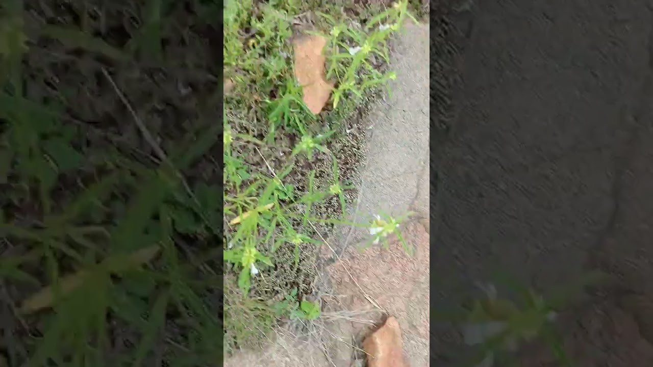 পাহাড়ের উপর কাজ করতে যাচ্ছিলাম 