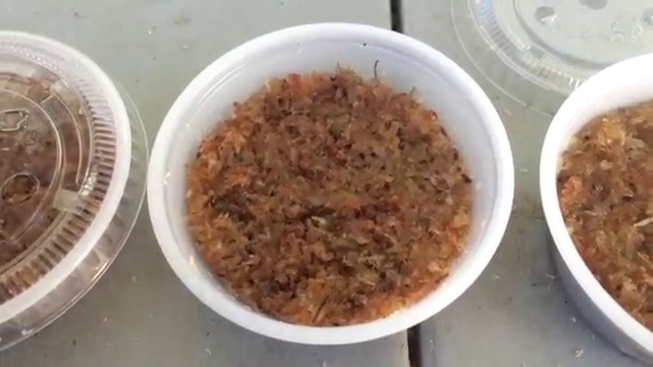 Drosera Venusta Seeds!