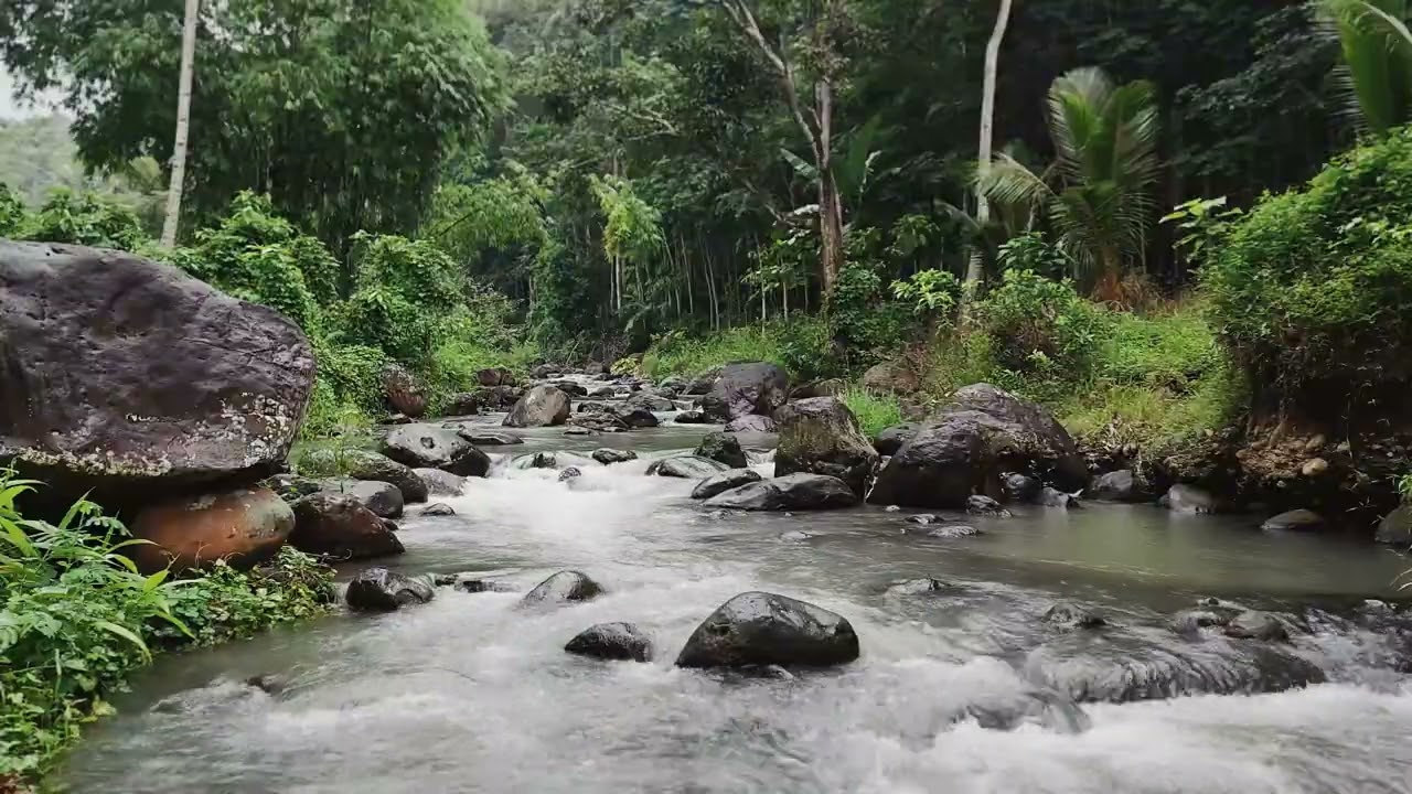 Surrender To Gentle River Sounds In the Serene Forest For Mental Clarity And Balance