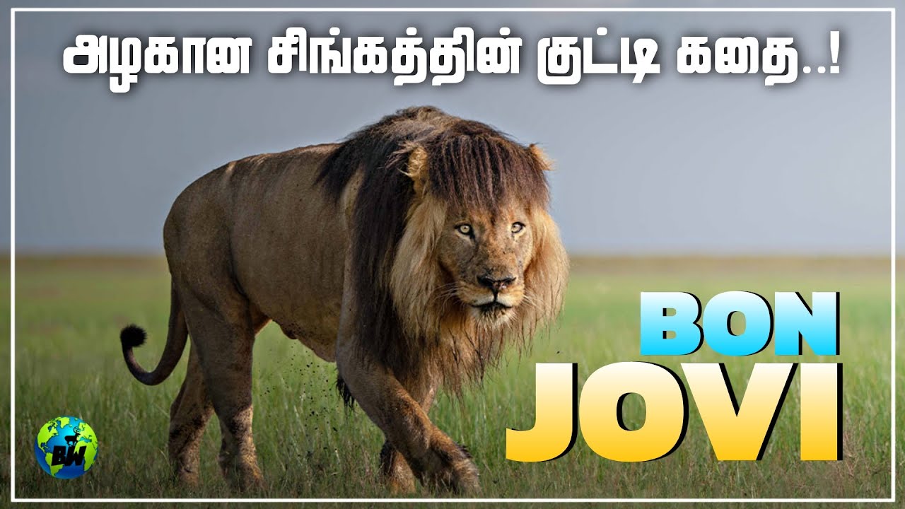 Bon Jovi | ஒரு அழகான சிங்கத்தின் குட்டி கதை | Lion Story | Lady liuwa lioness | Tamil | BioWorld