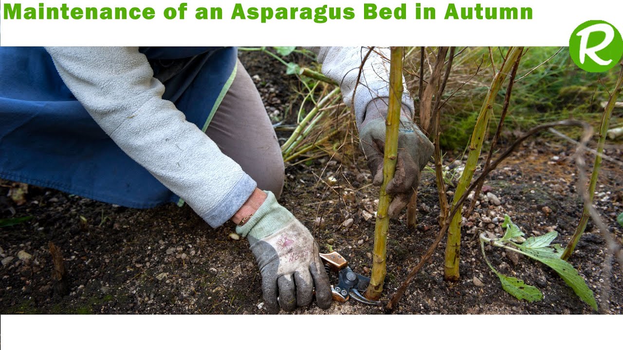 Proper Maintenance of an Asparagus Bed in Autumn**
