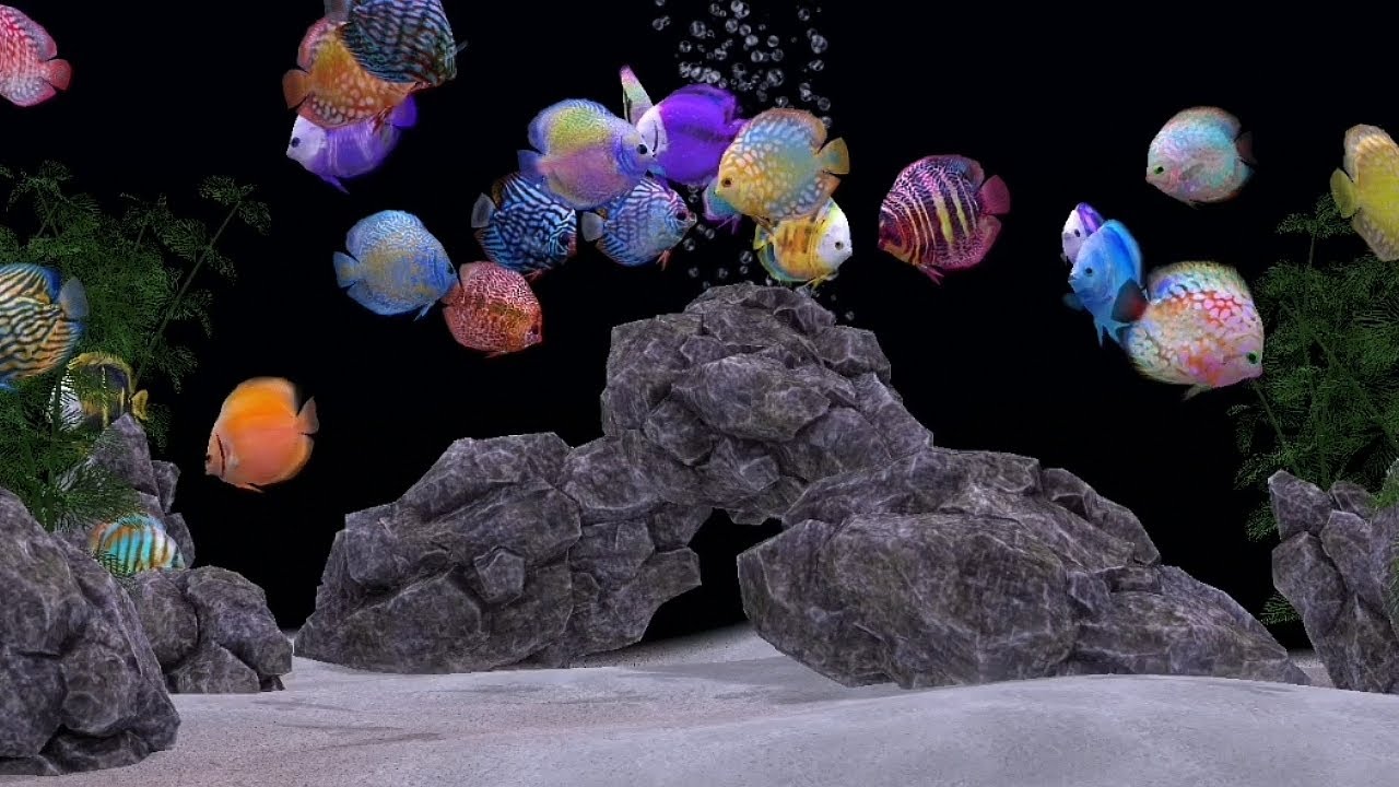 Diskus Fische 🐠 relaxing Aquarium #fishtank mit Musik keine Wassergeräusche Entspannung schlafen 💤  