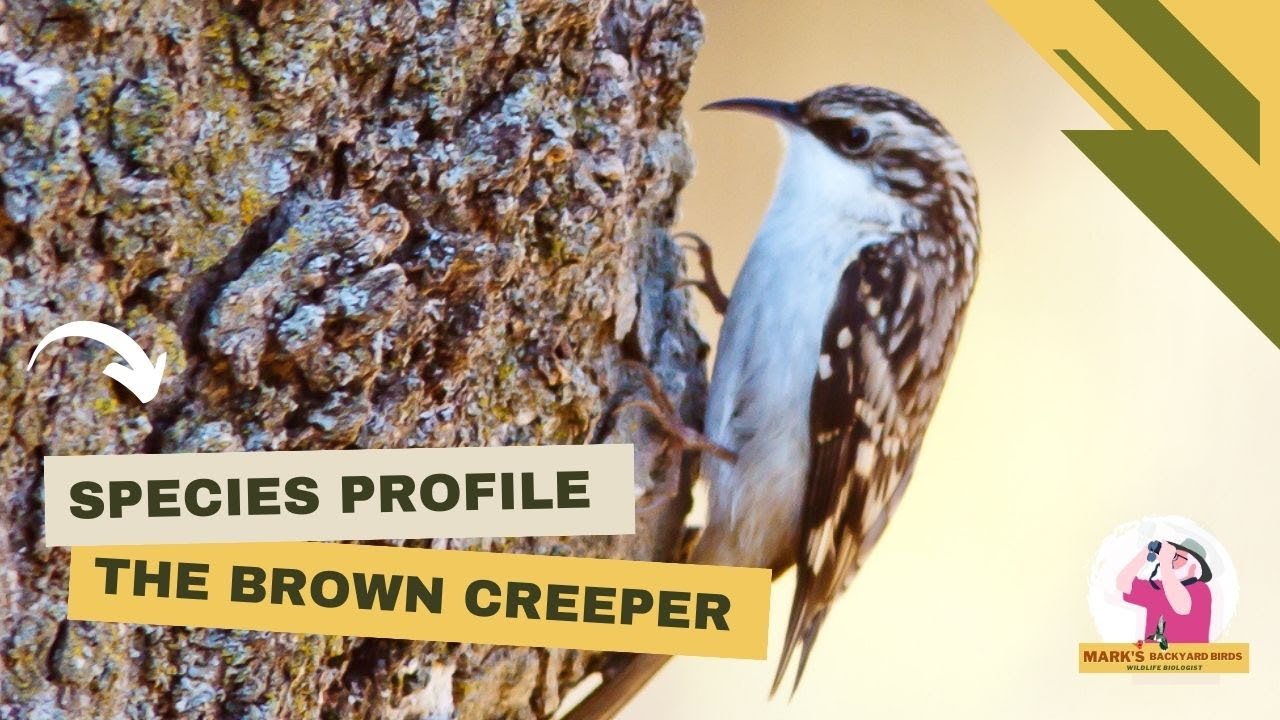 Species Profile: Brown Creeper