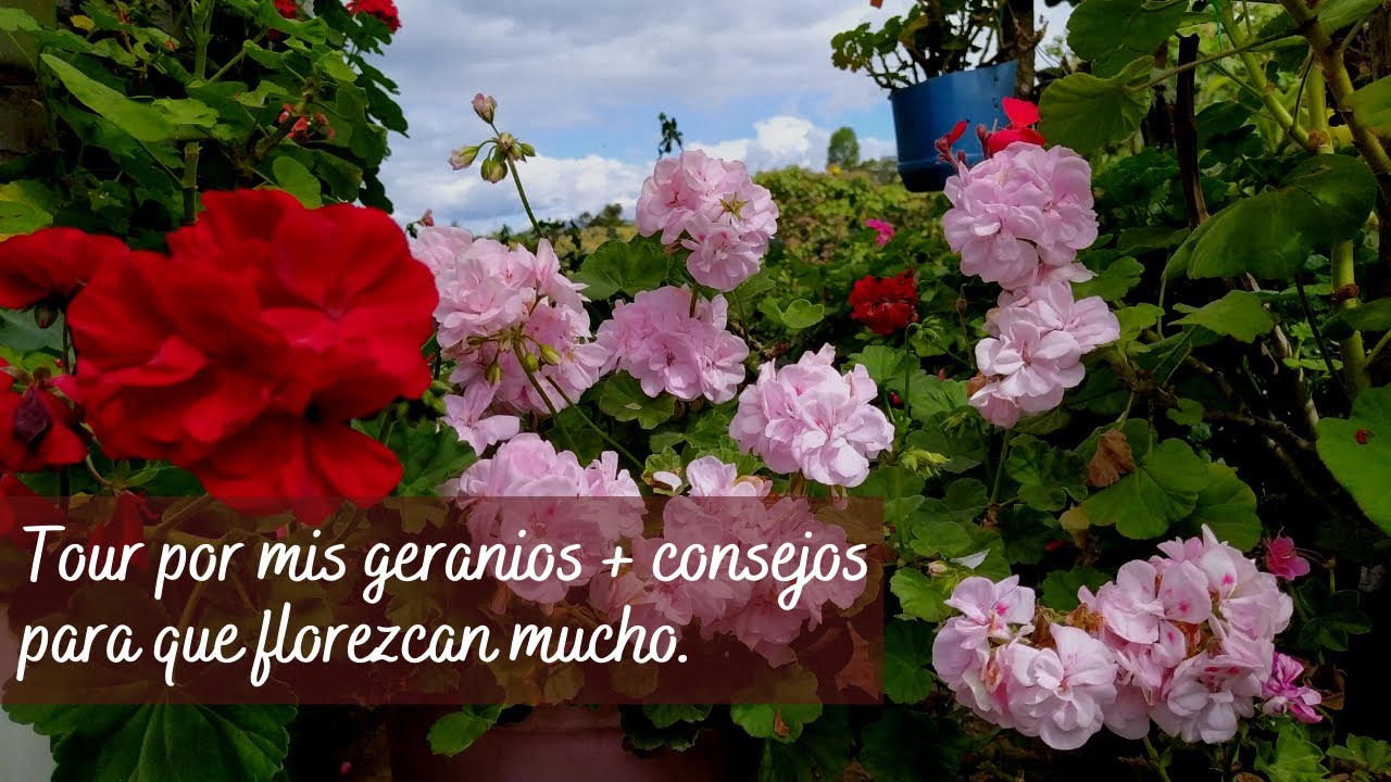 Tour por mis geranios malvón mas consejos paraqué florezcan mucho. | Jardín Diaz