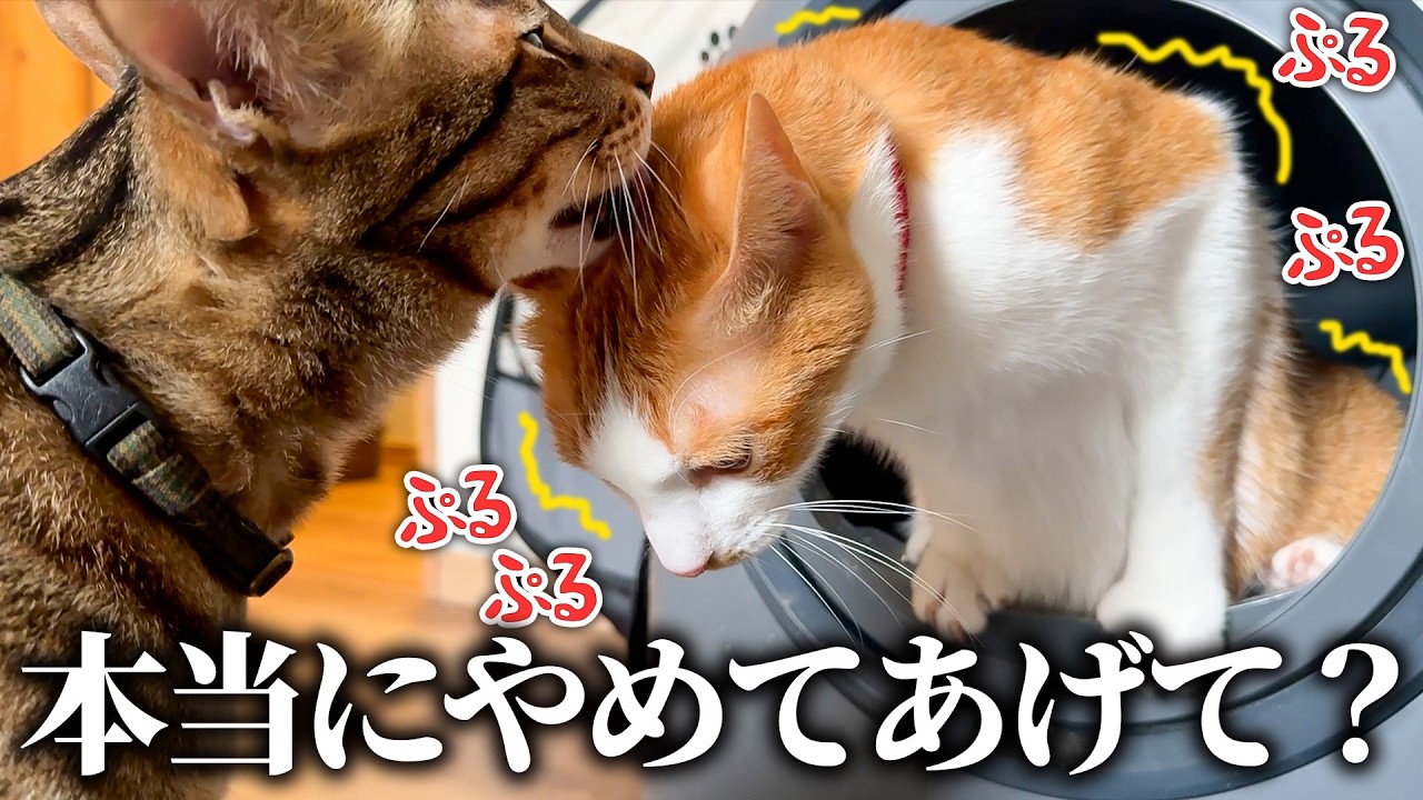 猫がトイレで頑張ってる最中にベロベロ舐めるのはやめましょう。