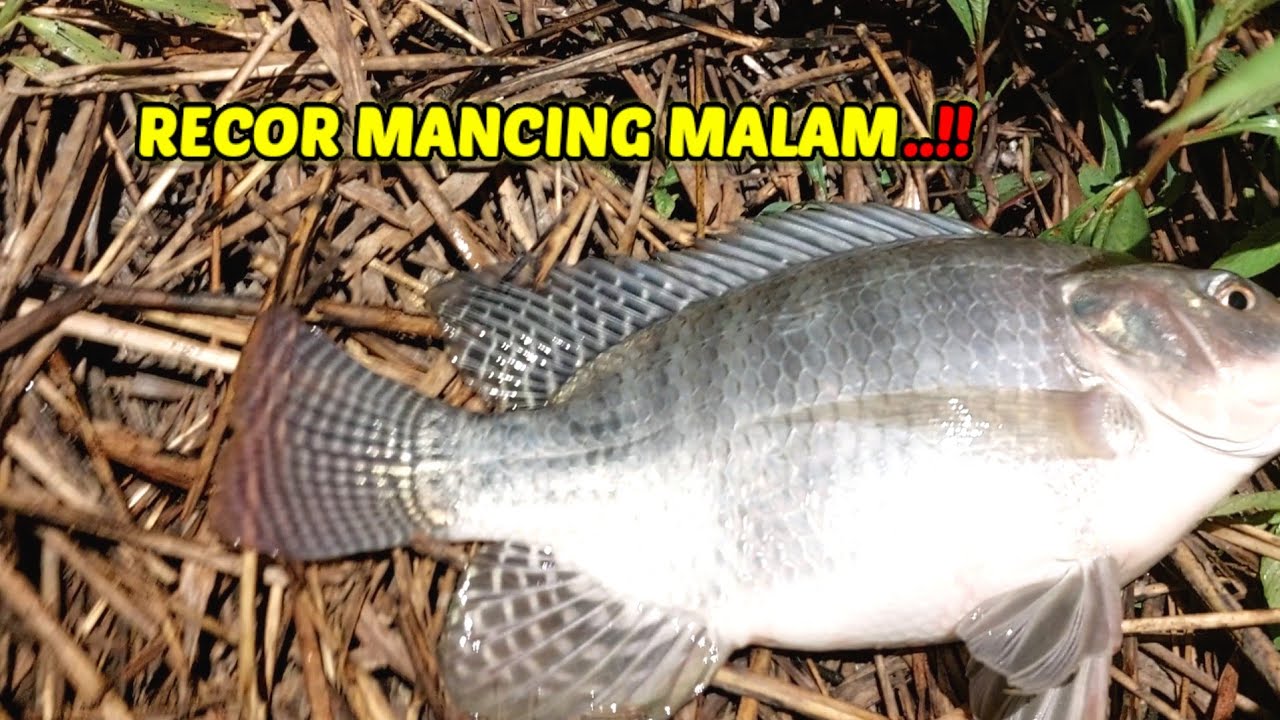 IKAN MAKAN SIANG MALAM..!! || Campuran lumut buat umpan mancing nila #umpanjitu 