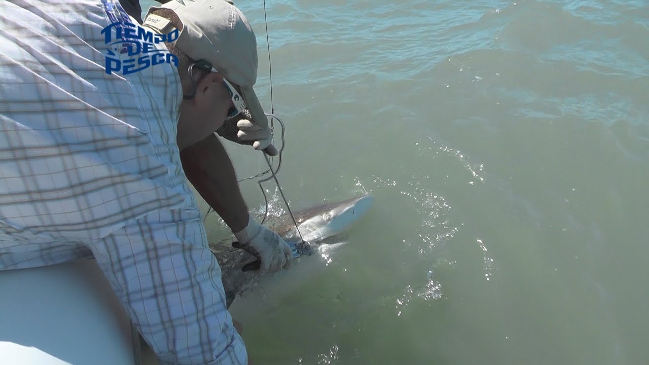 Pesca de Tiburones en San Blas - Enero 2019