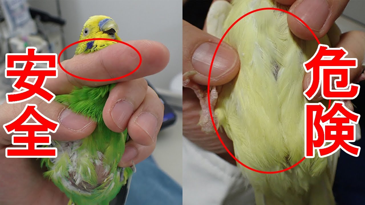 【小型の鳥】獣医師が教える鳥の捕まえ方 爪切りまで ①/3