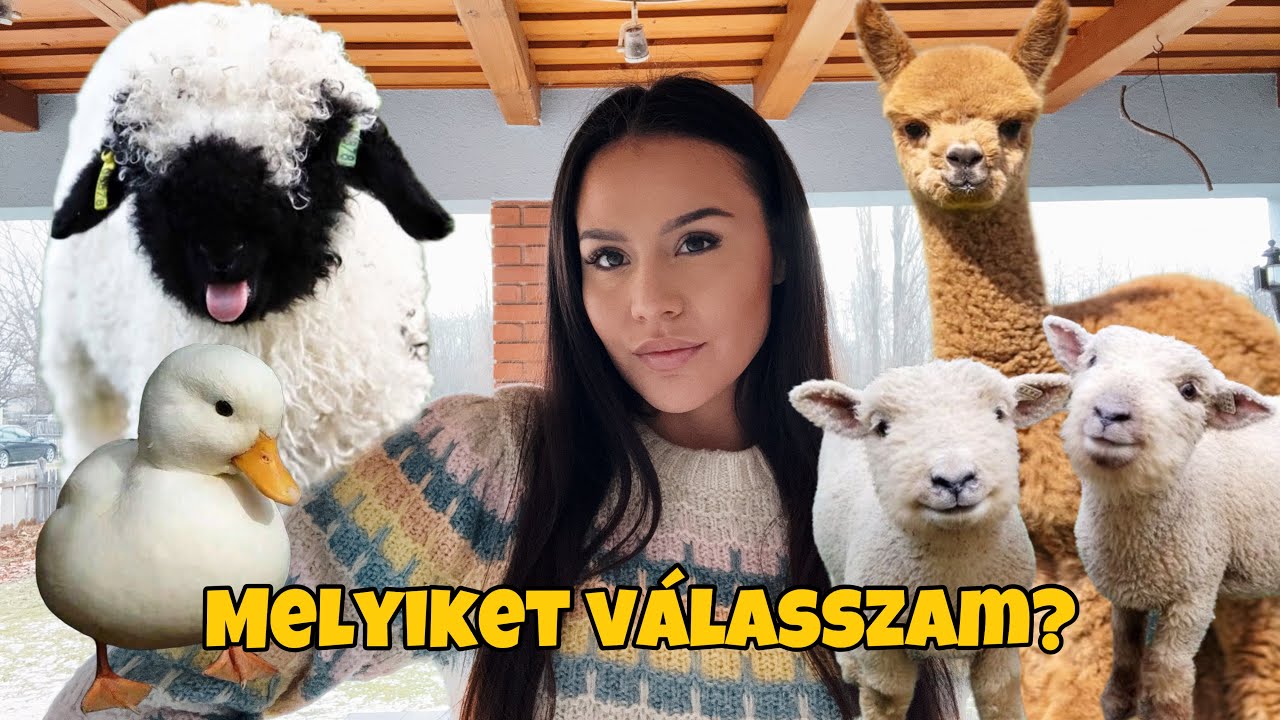 Willy barátján gondolkozom🐑🦙#Vlog #highlandcows