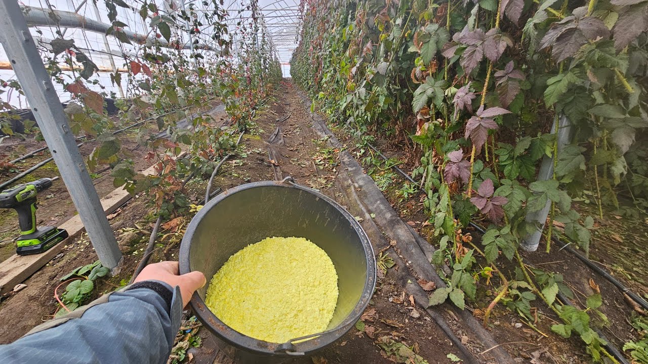 Профилактика от паутинного клеща на ежевике и малине.