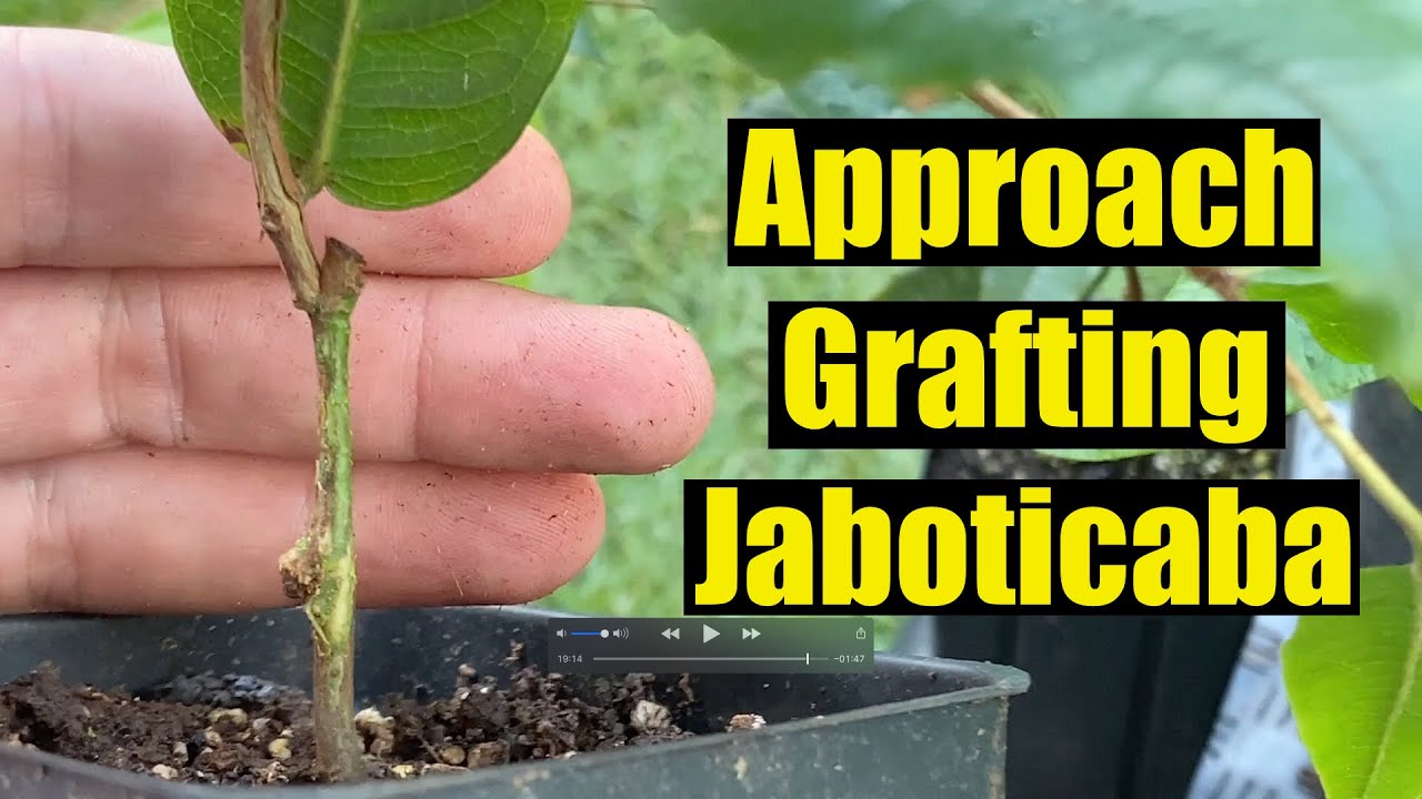 100% Success Rate Grafting - Clone Jaboticaba Trees - Anomaly, Malacacheta, Lemongrass, Zona Da Mata