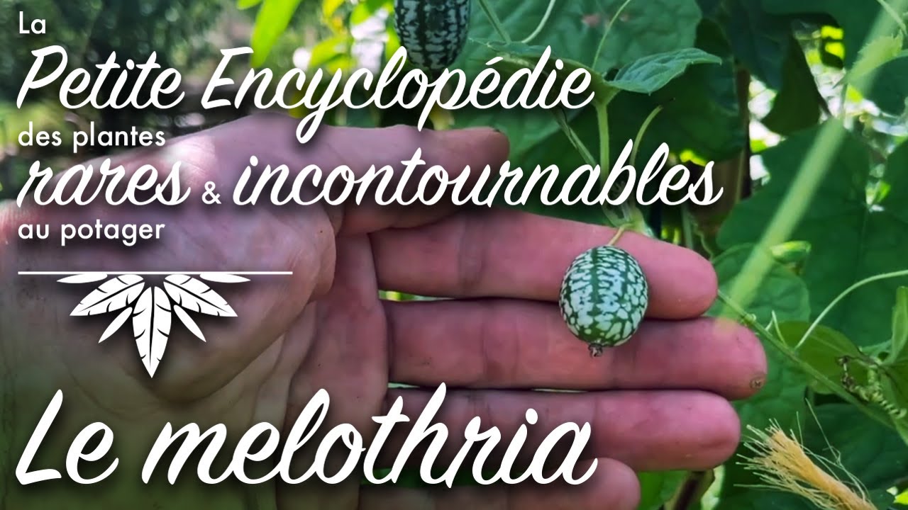 Petite encyclopédie des plantes rares et incontournables au potager : le Mélothria.