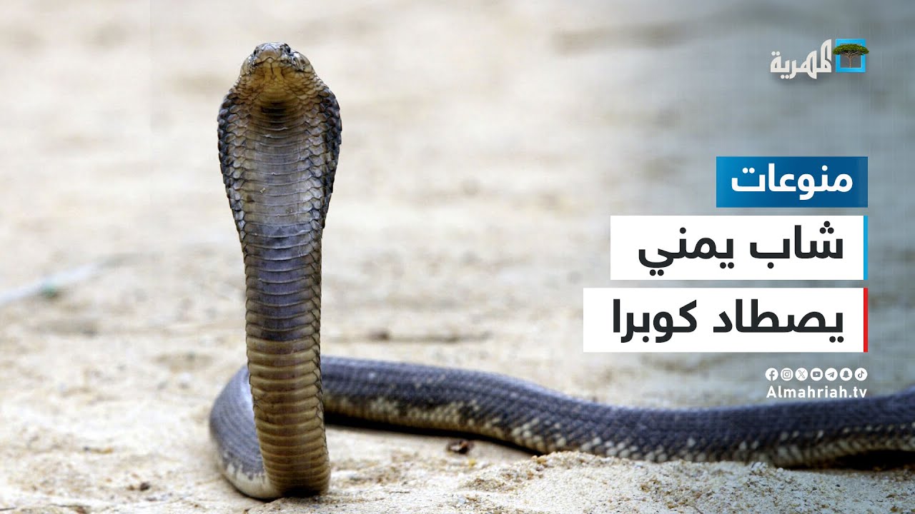 أبو الثعابين - شاب يمني يصطاد كوبرا في مشاهد تحبس الأنفاس