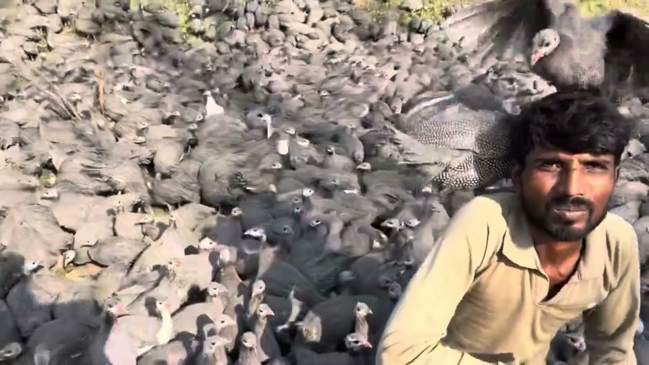 Guinea fowl  in kashmir