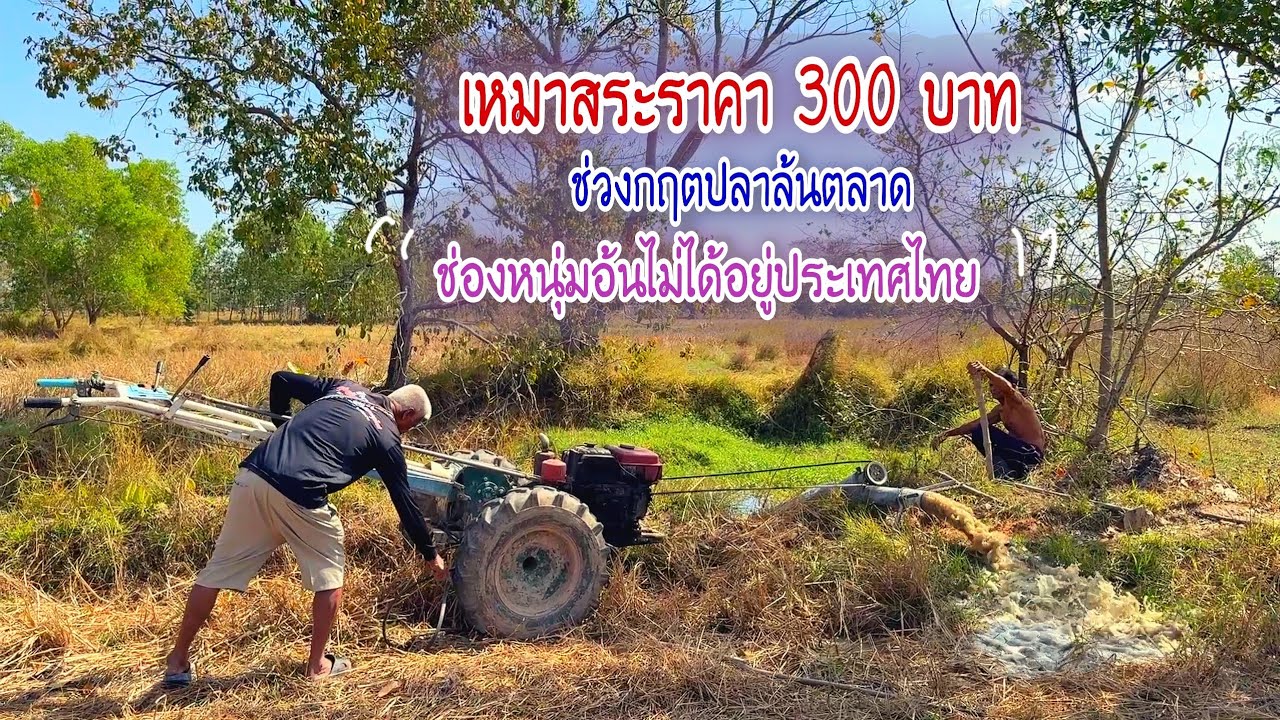 เหมาสระราคา 300 บาท ในช่วงวิกฤตปลาล้นตลาด ราคาถูกมากเหมือนไม่ได้อยู่ประเทศไทย