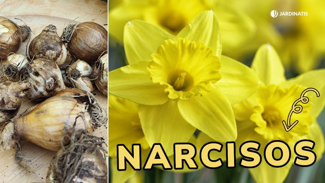 NARCISOS en MACETA o JARDÍN – Cómo y cuando CULTIVAR bulbos de narciso // Jardinatis