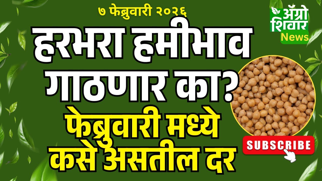 chana rate | हरभरा बाजार भाव फेब्रुवारीत हमी भावावर जाणार का? |