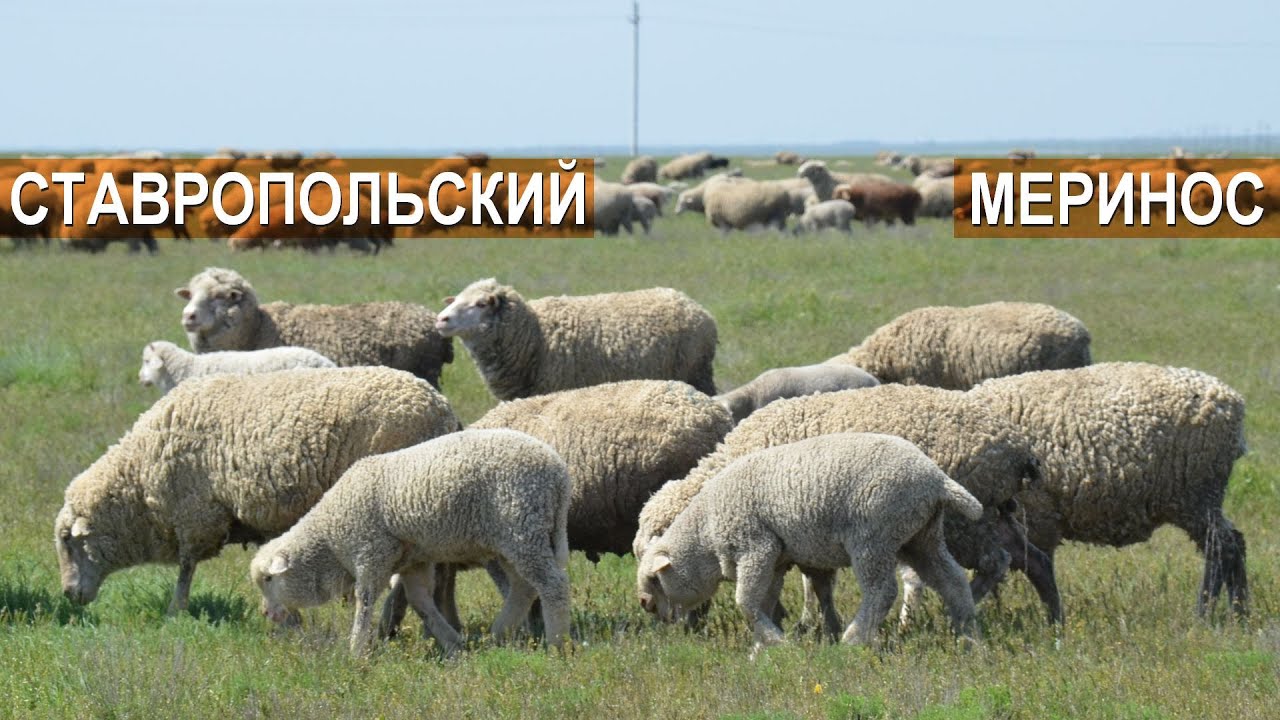 Овцы породы Ставропольский меринос. Племенной репродуктор ООО Пик Плюс