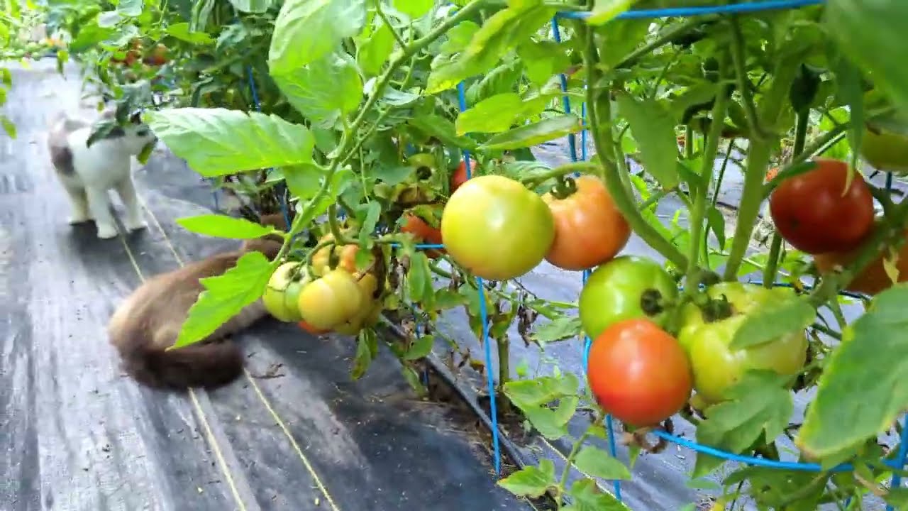 ElectroCulture Gardening : 