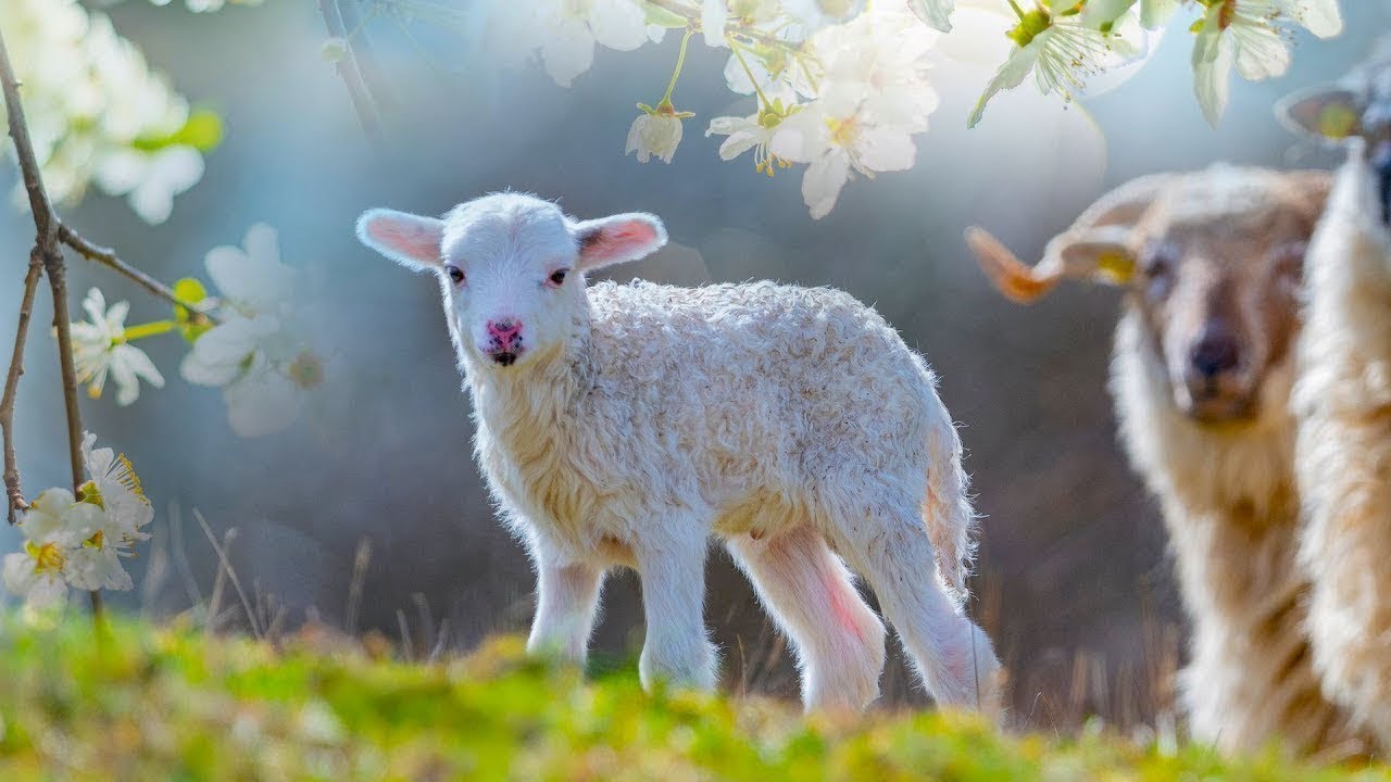 Peaceful Relaxing Traditional Hymns, Peaceful Instrumental Music, 
