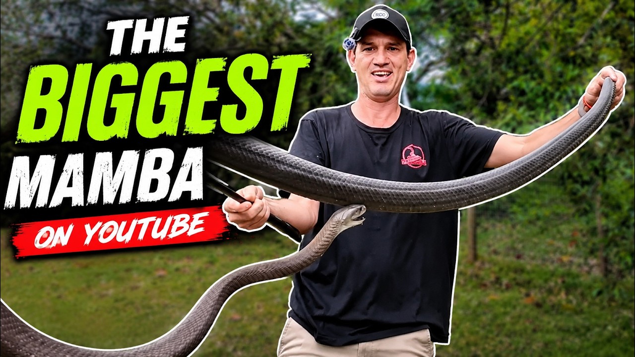 Biggest Black Mamba In The World