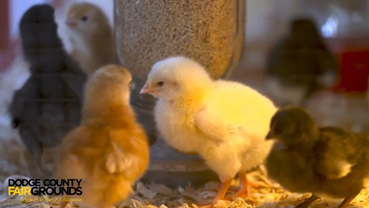 Cute Farm Animals at the County Fair