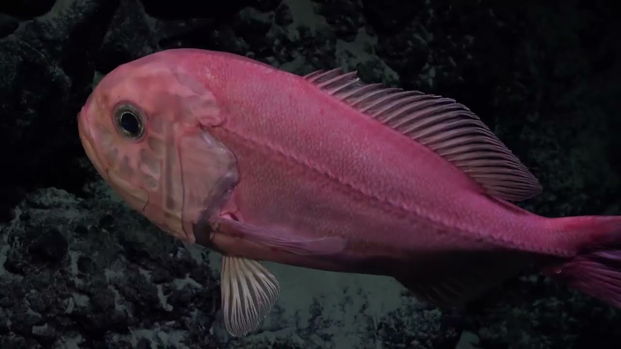 Cile, scoperte oltre 100 nuove specie marine viventi: le immagini a 4500 metri di profondità