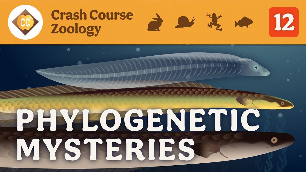 Phylogenetic Mysteries: Crash Course Zoology #12