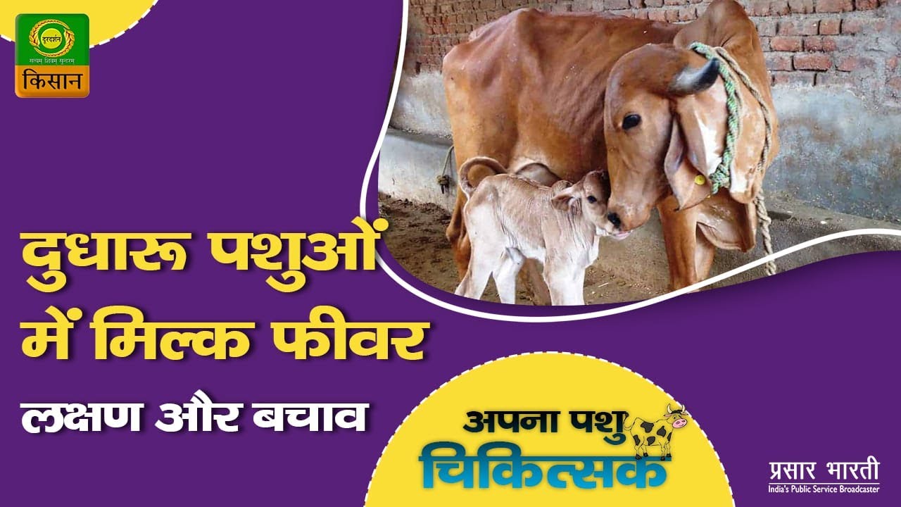 अपना पशु चिकित्सक : विषय - दुधारु पशुओं में मिल्क फीवर - लक्षण और बचाव
