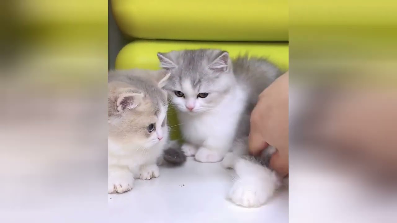 Tiny kittens are the best at spreading good vibes