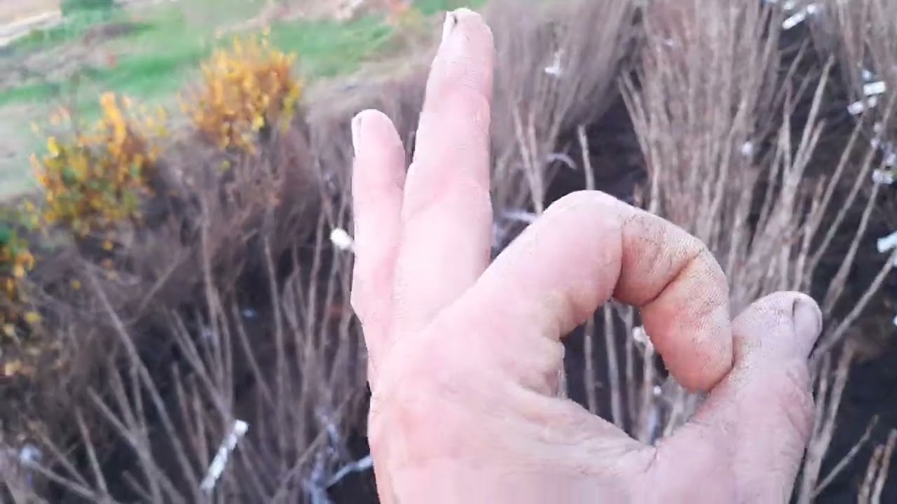 Mooie selectie aan fruit struiken en bomen uit de volle grond.