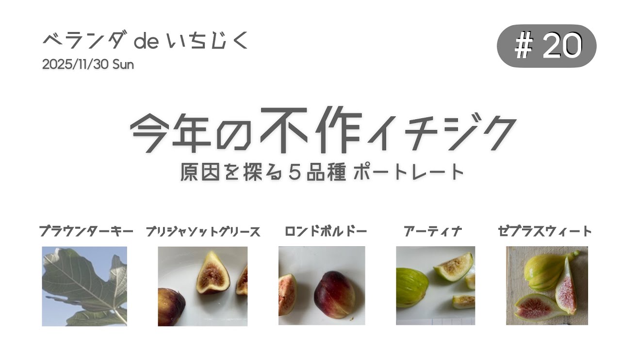 ＃20 不作5品種ポートレート｜ベランダdeいちじく｜5 Low-Fruiting out of 18｜Balcony Fig Growing Record