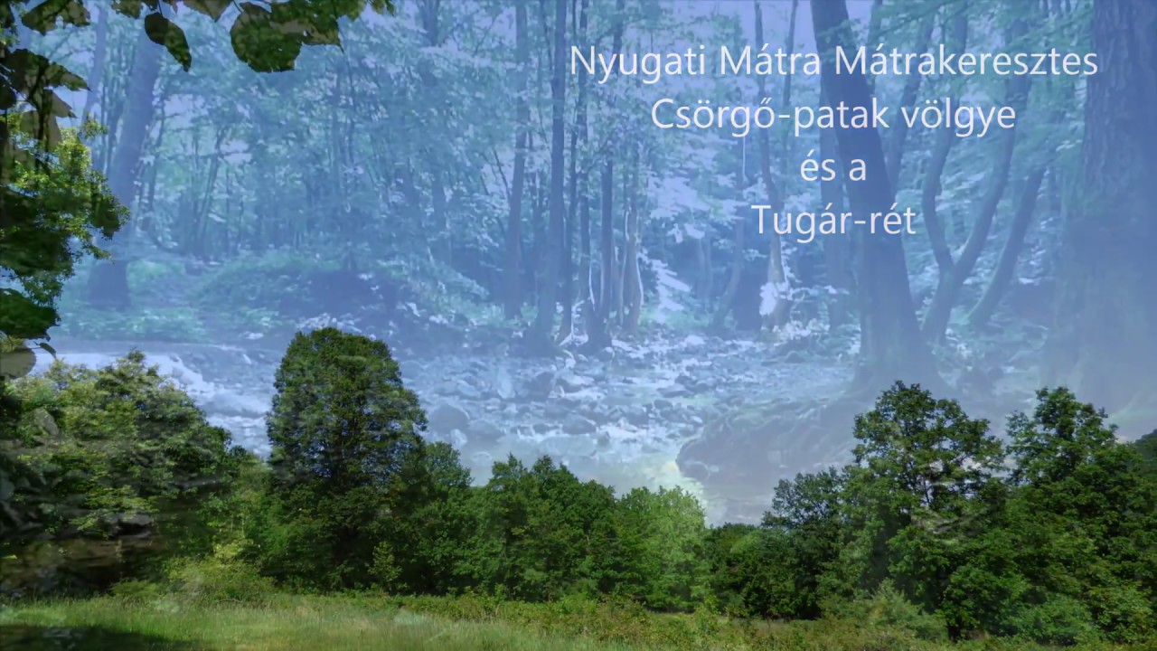 Csörgő völgy erdőrezervátum