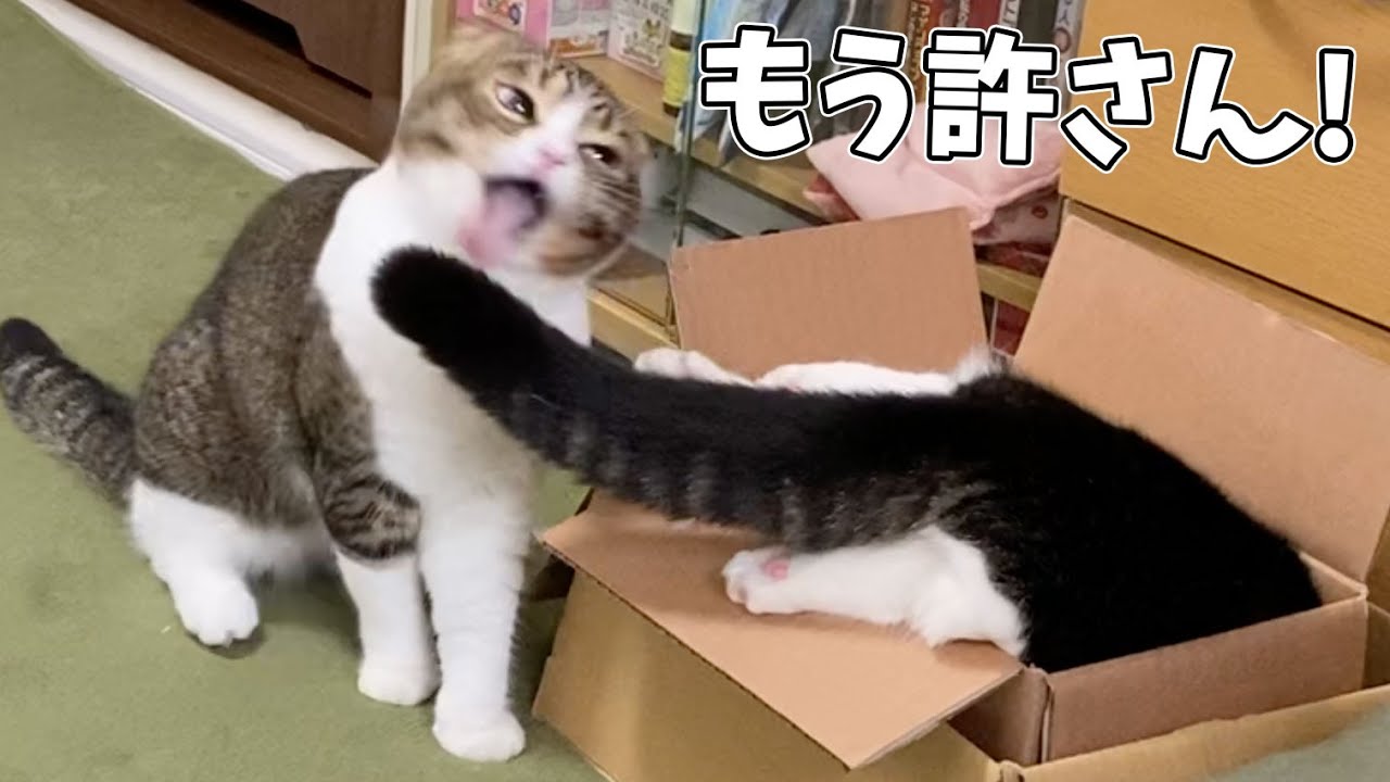 猫界最強の親子喧嘩発生！勝つのはどっち！？