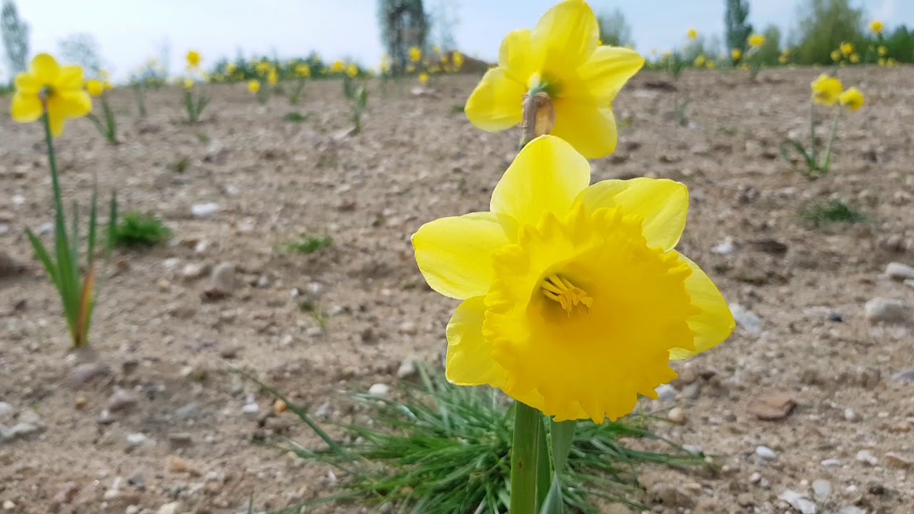 Sophienhöhe bei Jülich
