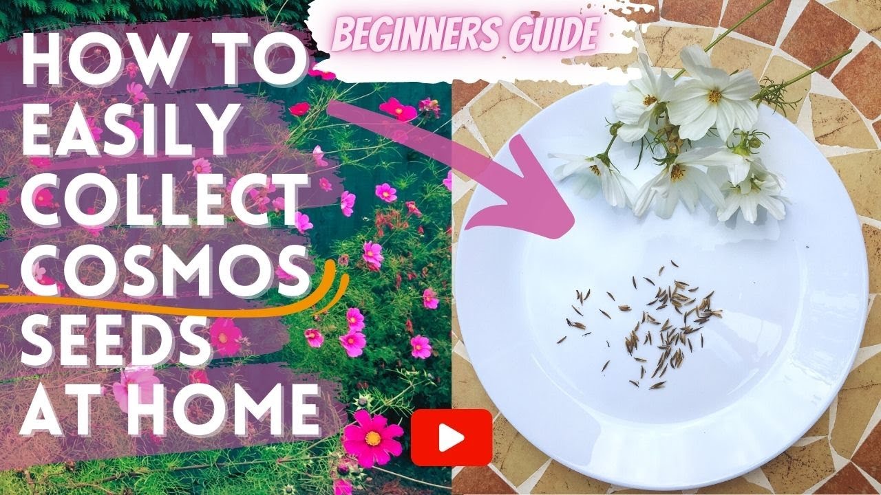 HOW to COLLECT & SAVE COSMOS FLOWER SEEDS From your GARDEN For Next YEAR! BEGINNERS GUIDE!!