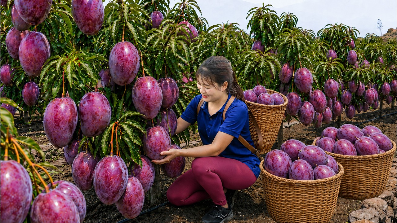 Harvesting Purple-Red Mangoes to Sell | Amazing Village Market Harvest | Off The Grid