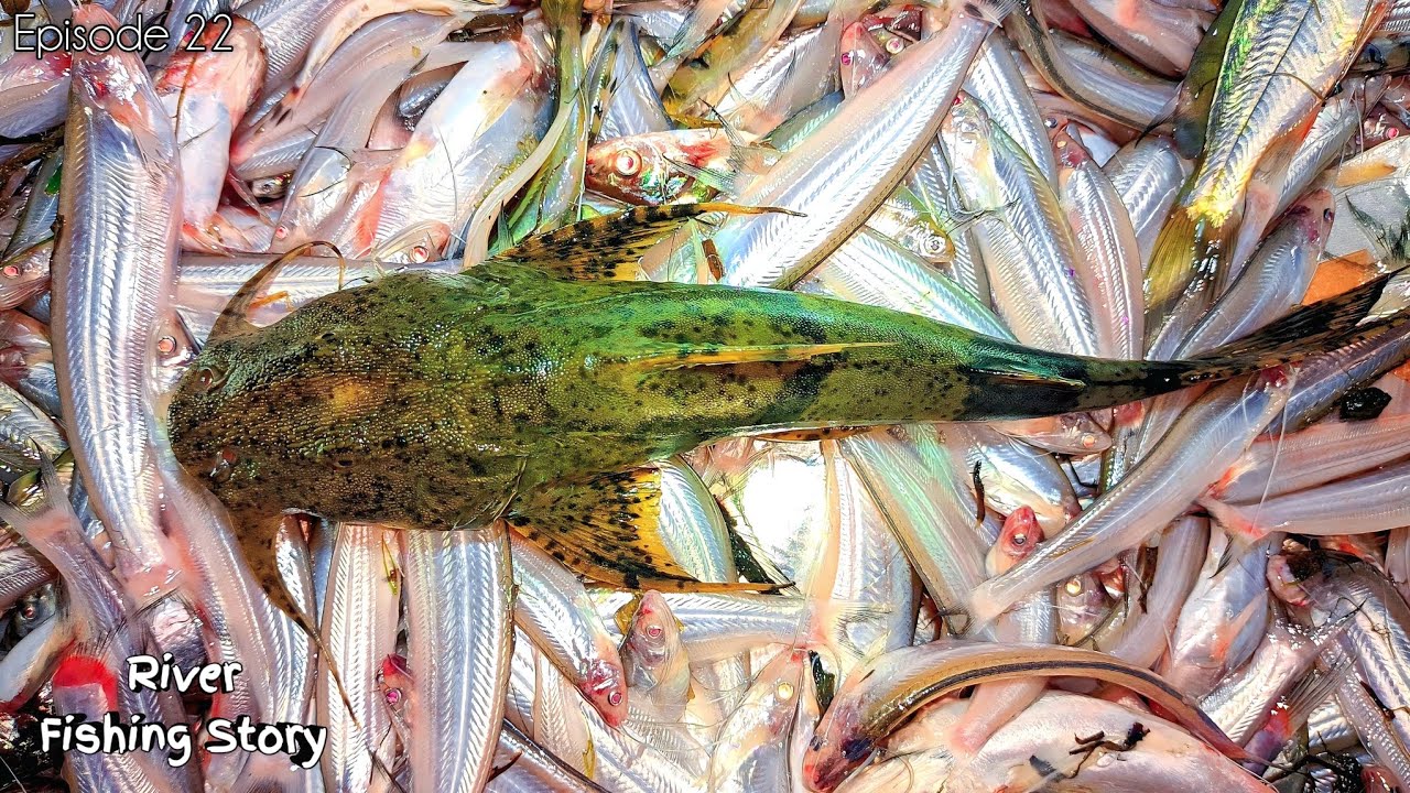 Episode 22_অনেক সুন্দর মাছ ধরলাম তুরাগ নদীর থেকে রাক্ষস জাল দিয়ে || কাজলি_গাইরা_টেংরা_বাঘাইর ইত্যাদি