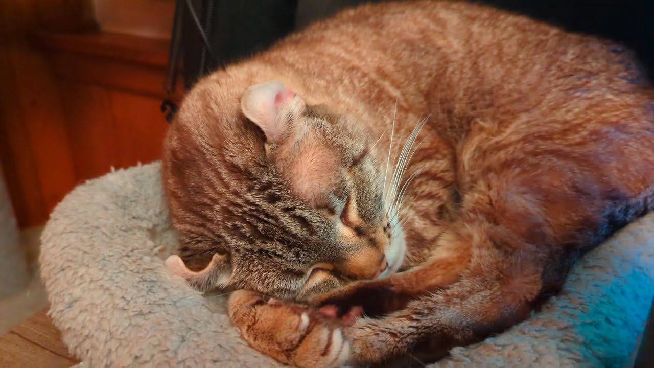 Gadget is dreaming - Highlander cat